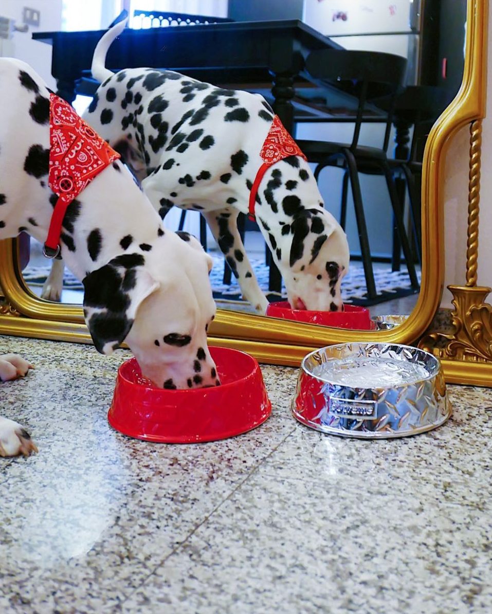 Supreme Diamond Plate Dog Bowl - 小物入れ