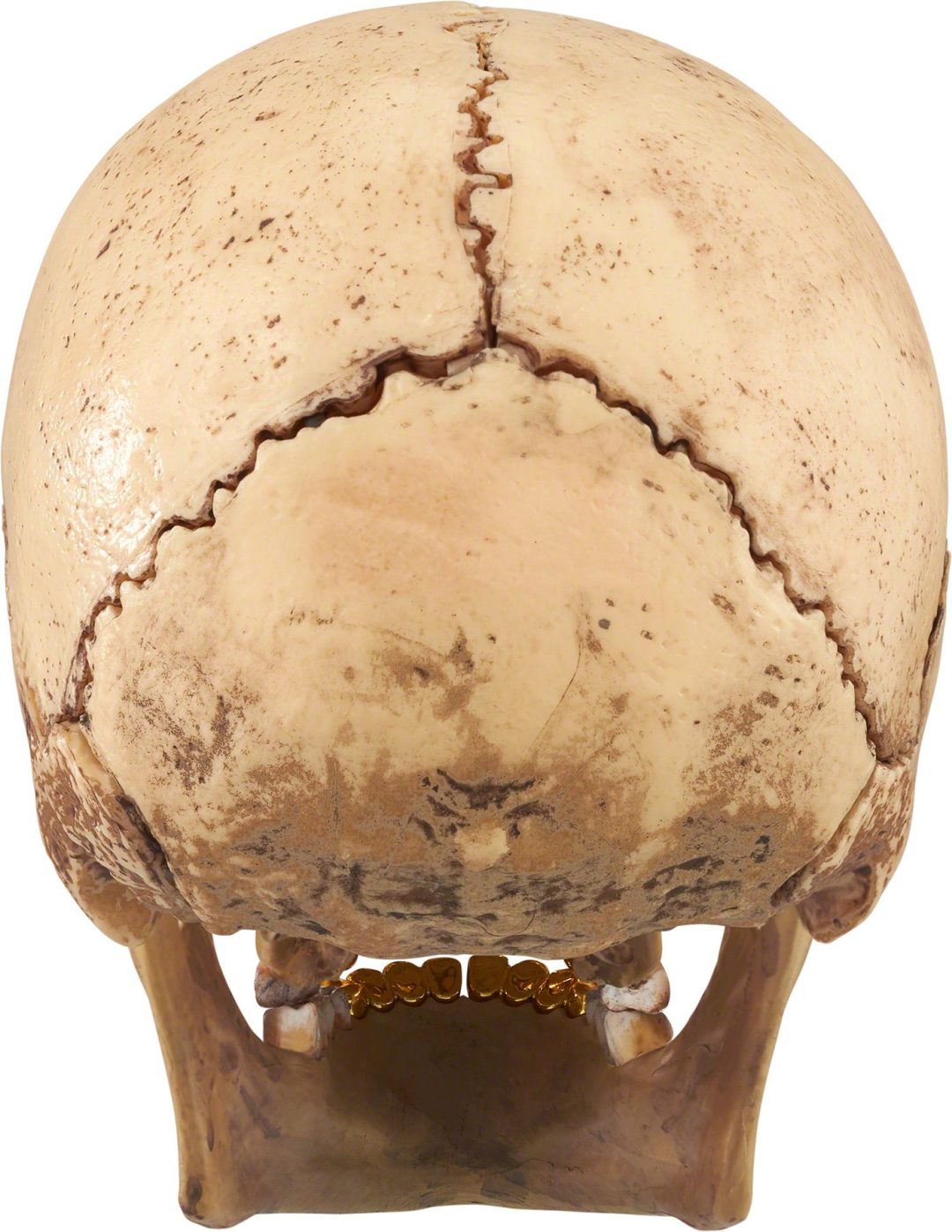 supreme-23fw-23aw-4d-model-human-skull